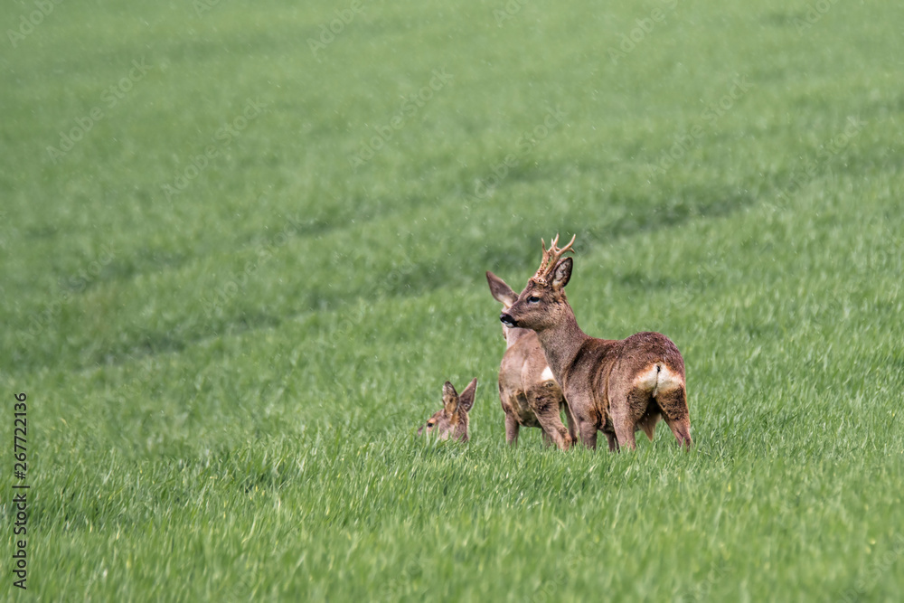 roe deer at field in the wild nature roe deer at field in the wild nature