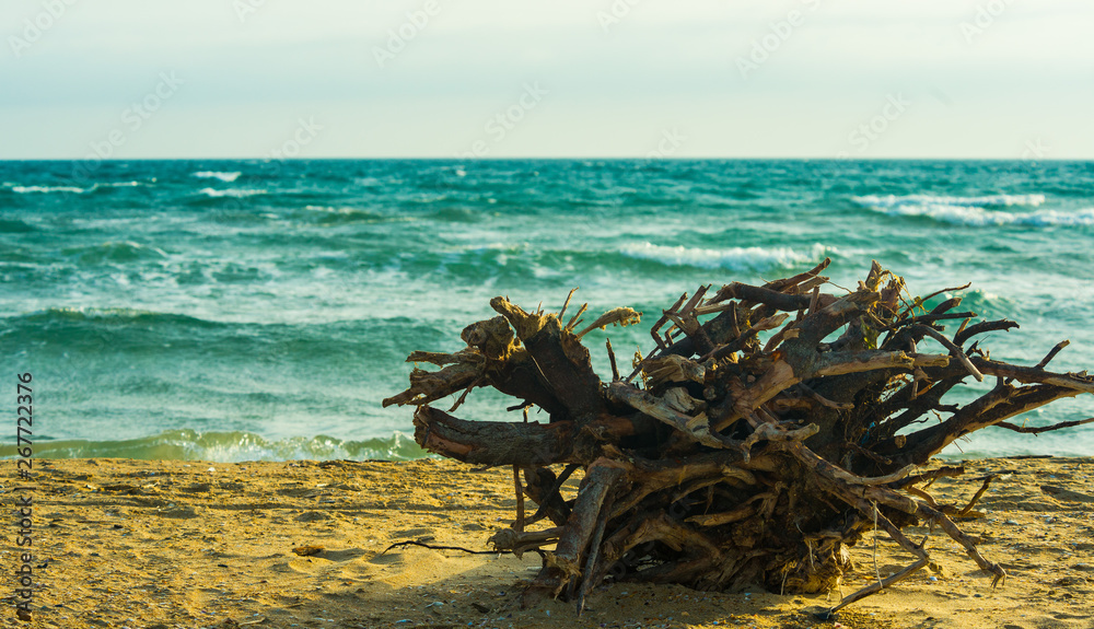 marine beach view with dead tree root artistic decorative driftwood marine beach view with dead tree root artistic decorative driftwood