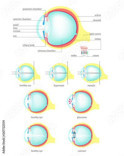 Human eye anatomy, vector flat isolated illustration