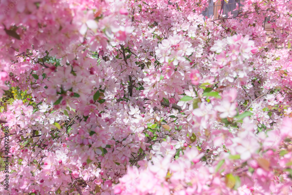 Spring Cherry blossoms, pink flowers. Close up on beautiful lovely pink flowers in a garden. Concept for natural spring background.
