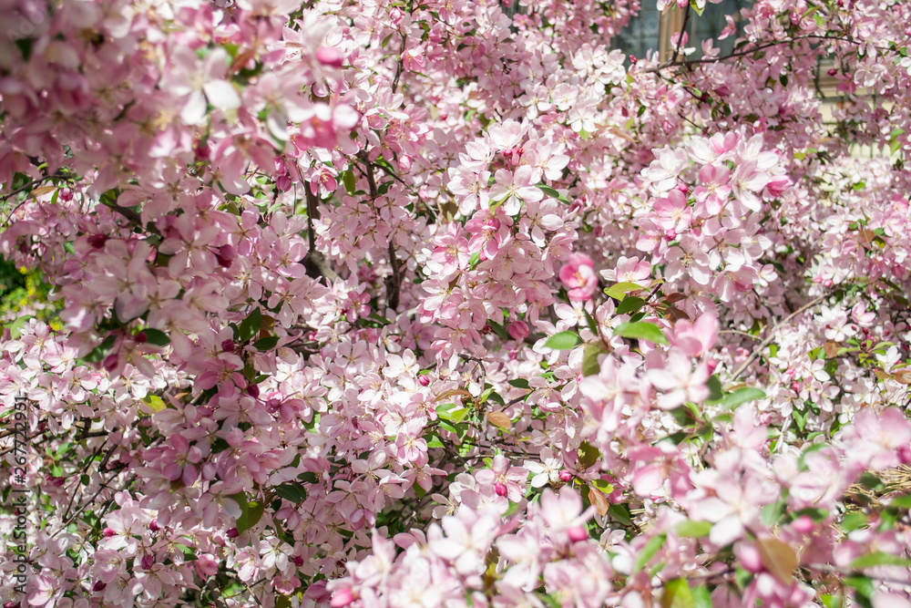 Spring Cherry blossoms, pink flowers. Close up on beautiful lovely pink flowers in a garden. Concept for natural spring background. Spring Cherry blossoms, pink flowers. Close up on beautiful lovely pink flowers in a garden. Concept for natural spring background.