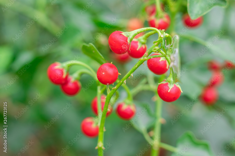 Red ripe fruits of Solanum Trilobatum Linn on tree in the organic herb garden