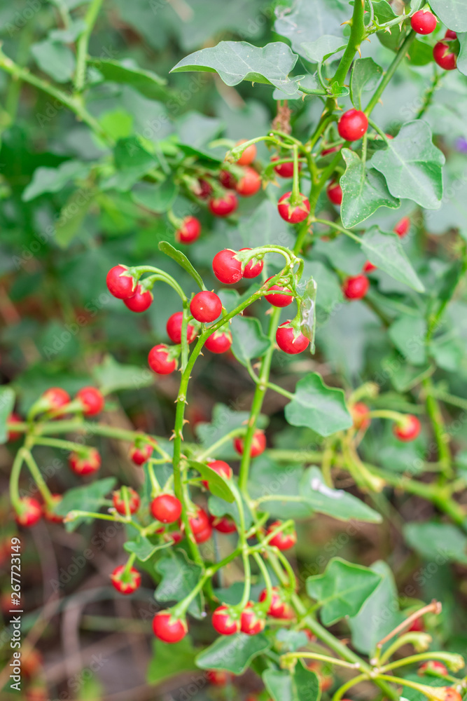 Red ripe fruits of Solanum Trilobatum Linn on tree in the organic herb garden Red ripe fruits of Solanum Trilobatum Linn on tree in the organic herb garden