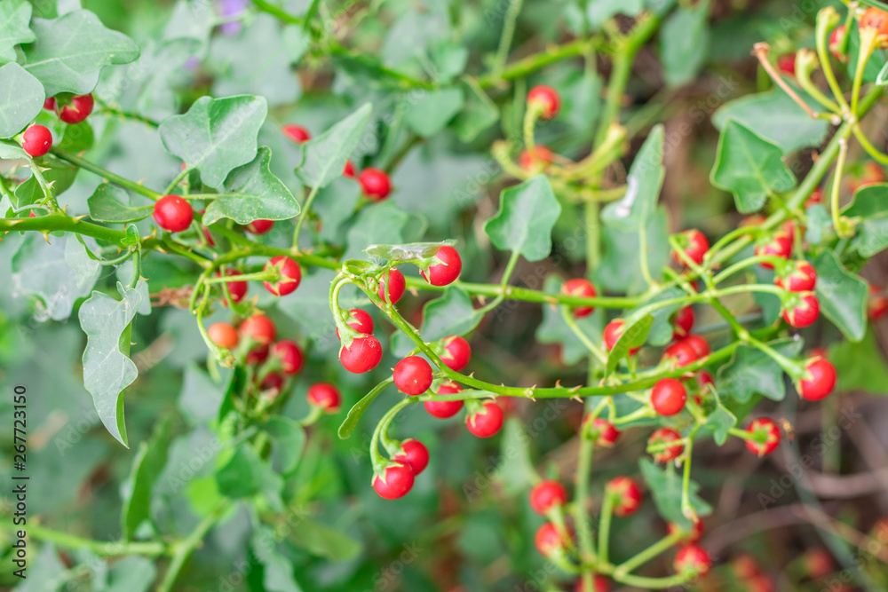Red ripe fruits of Solanum Trilobatum Linn on tree in the organic herb garden