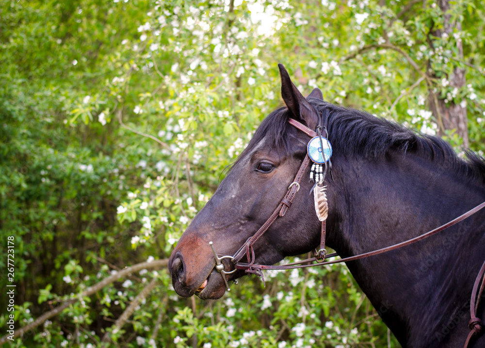 western mare horse with decoration on bridle western mare horse with decoration on bridle