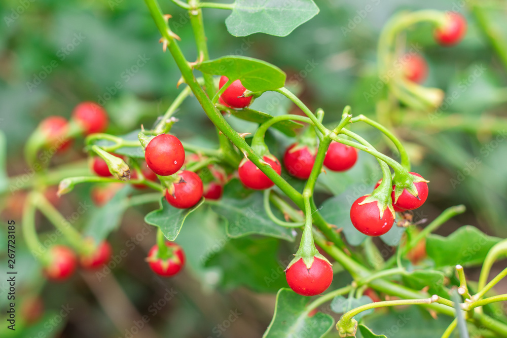 Red ripe fruits of Solanum Trilobatum Linn on tree in the organic herb garden Red ripe fruits of Solanum Trilobatum Linn on tree in the organic herb garden