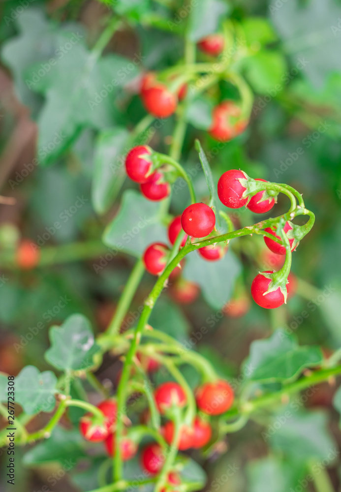Red ripe fruits of Solanum Trilobatum Linn on tree in the organic herb garden Red ripe fruits of Solanum Trilobatum Linn on tree in the organic herb garden