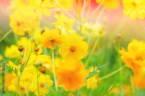 Yellow flowers with grass in spring wind close-up macro with soft focus on a meadow in nature. A beautiful soft light gentle dreamy green background  free space for text 