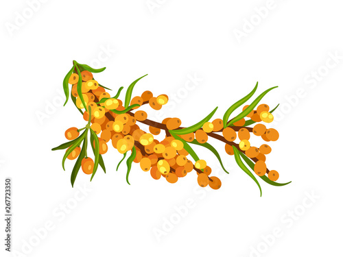 Magnificent sea buckthorn branch. Vector illustration on white background.