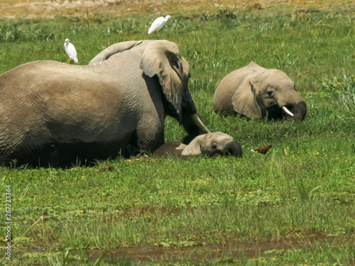 four elephants feeding in a marsh at amboseli