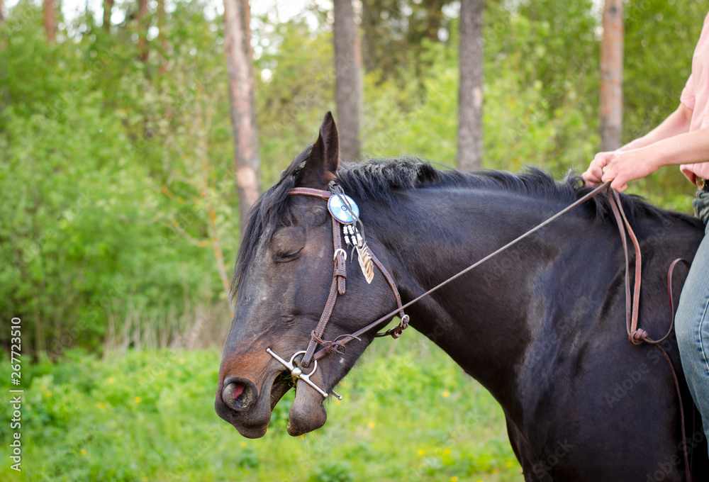 Fototapeta premium portrait of horse with pain in mouth