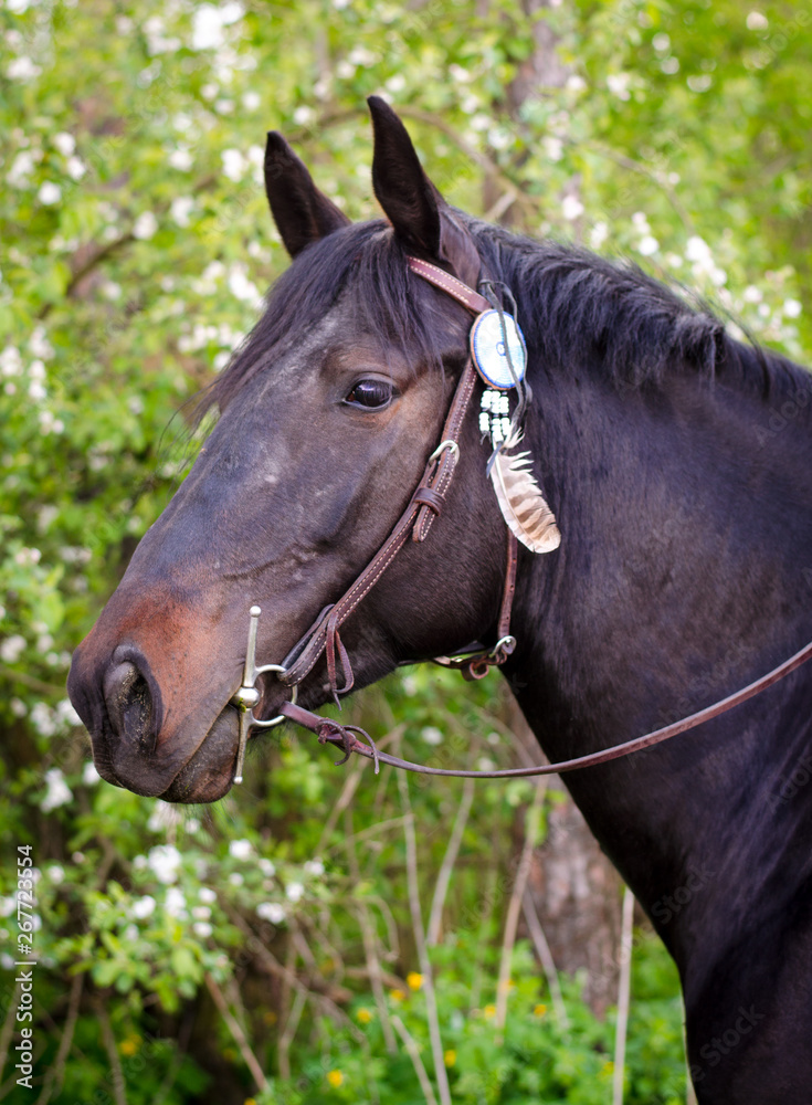 portrait of western horse with decoration on bridle portrait of western horse with decoration on bridle