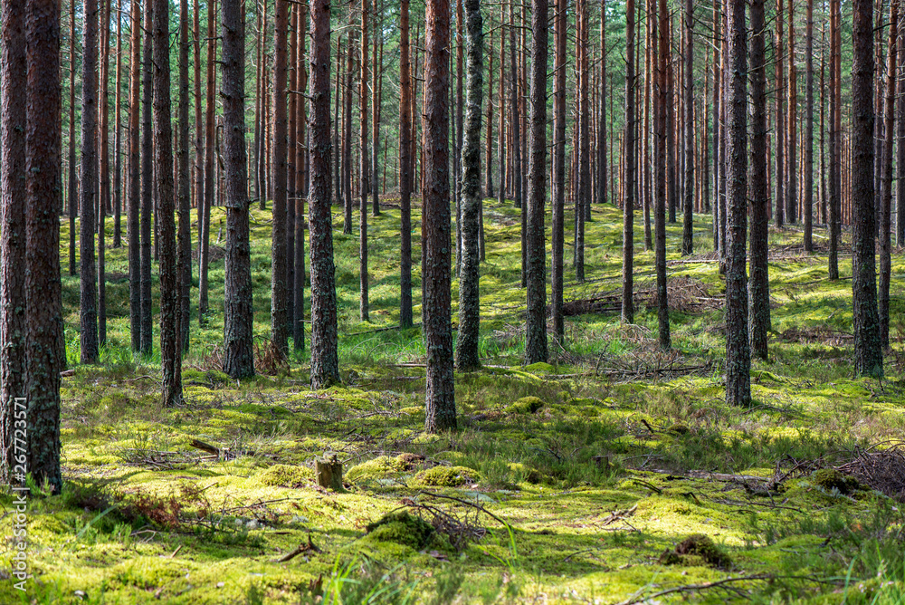Fototapeta premium tree trunk wall in pine tree forest with green moss covered forest bed