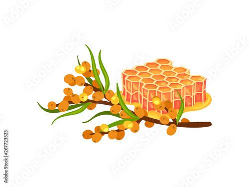 Buckthorn branch and one layer of honeycomb. Vector illustration on white background.