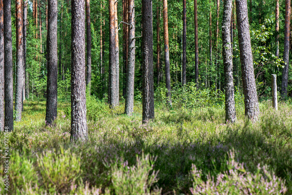 Naklejka premium tree trunk wall in pine tree forest with green moss covered forest bed