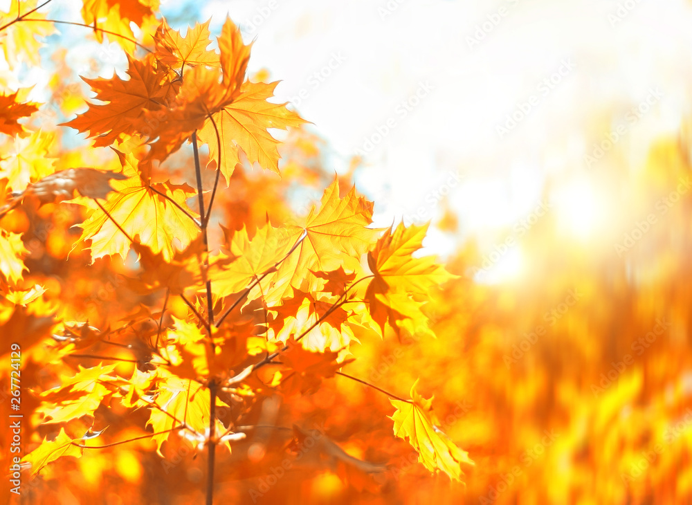 Autumn maple leaf in focus against blurred orange background. Indian summer, Autumnal coloring. warm days of autumn. Beautiful autumn background with maple leaves in forest. copy space