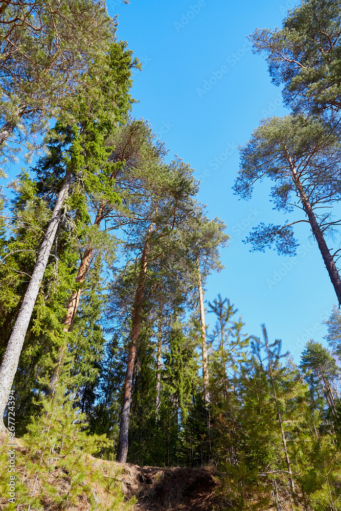 Landscape with tall trunks of pine trees and blue sky background Landscape with tall trunks of pine trees and blue sky background