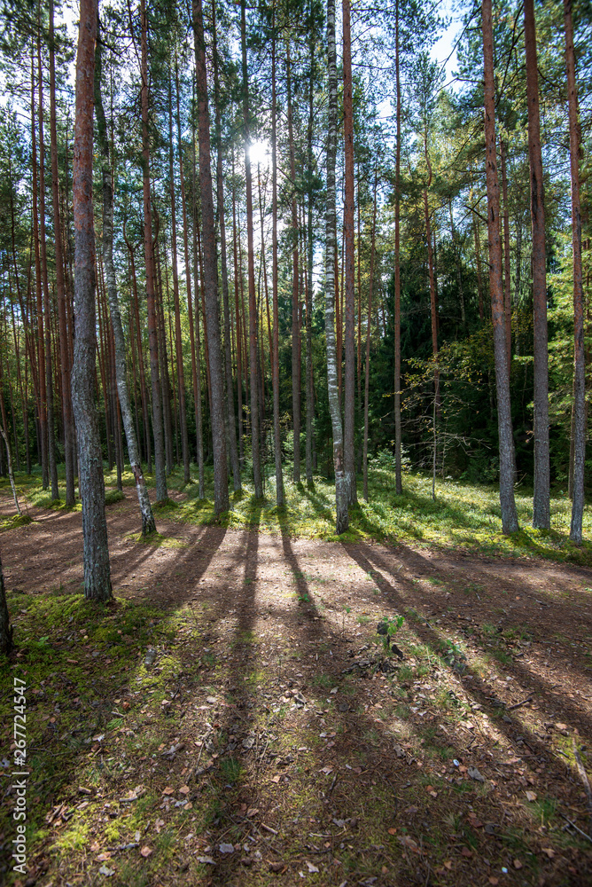 tree trunk wall in pine tree forest with green moss covered forest bed tree trunk wall in pine tree forest with green moss covered forest bed