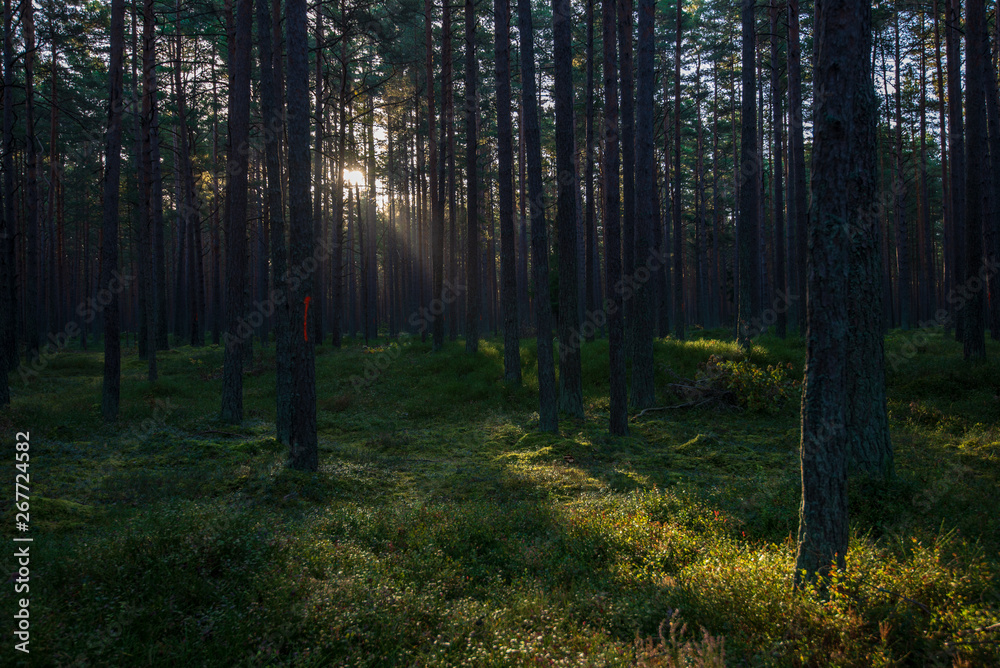 Fototapeta premium tree trunk wall in pine tree forest with green moss covered forest bed