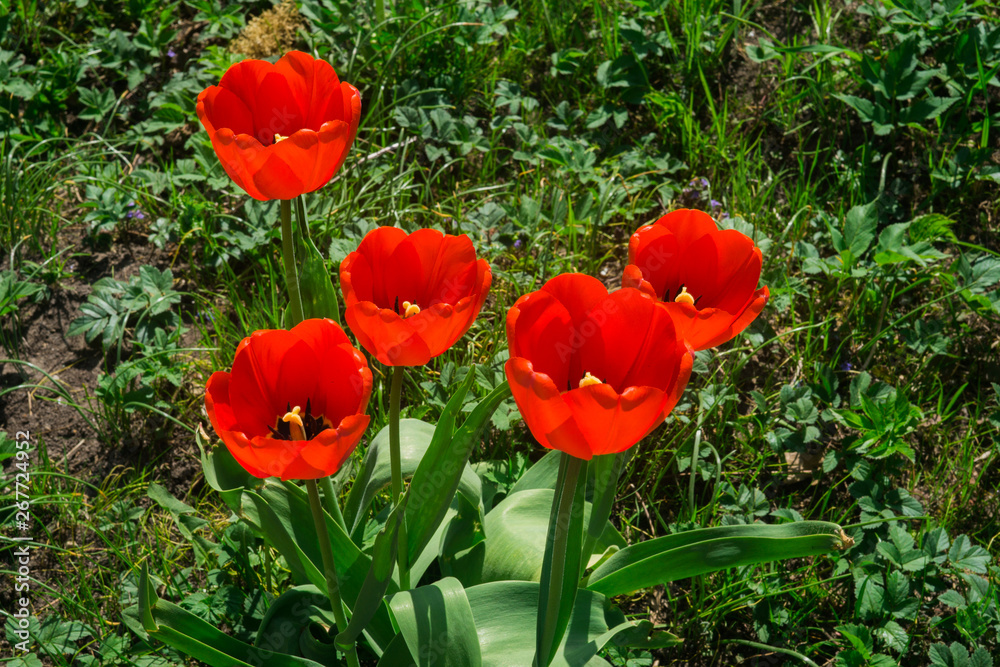 Beautiful red tulips in the garden garden. Springtime. Beautiful red tulips in the garden garden. Springtime.