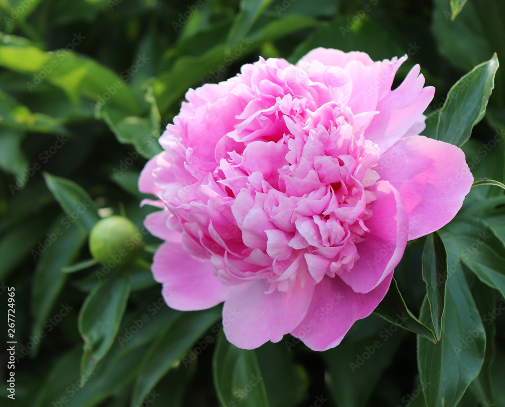 Picture showing a close-up of pink peony flowers blurred background. The peony or paeony is a flowering plant in the genus Paeonia, the only genus in the family Paeoniaceae.
