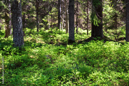 tree trunk wall in pine tree forest with green moss covered forest bed