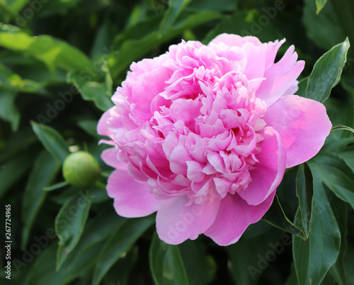 Picture showing a close-up of pink peony flowers blurred background. The peony or paeony is a flowering plant in the genus Paeonia  the only genus in the family Paeoniaceae.