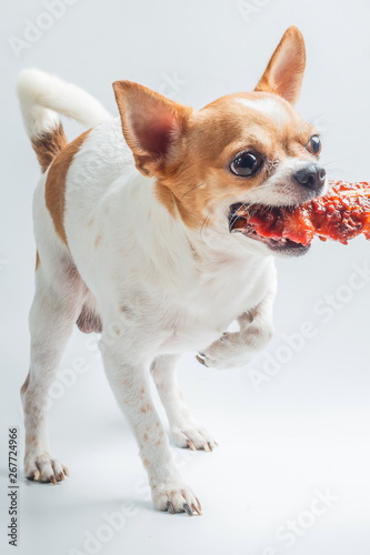 Feed the dog Puppy dog chihuahua eat food from hand Chihuahua with grilled chicken feeding pet concept.