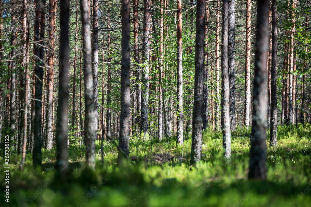 Fototapeta premium tree trunk wall in pine tree forest with green moss covered forest bed