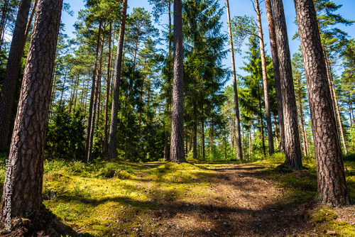tree trunk wall in pine tree forest with green moss covered forest bed