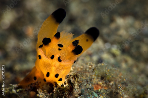 Nudibranch Thecacera sp.  Underwater macro picture from diving in Ambon, Indonesia photo