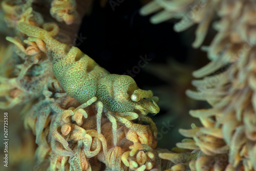 Anker   s Whip Coral Shrimp  Pontonides ankeri . Underwater macro photography from Anilao  Philippines