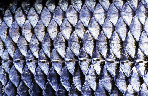 Fish (Roach, Rutilus rutilus) scales close-up. The row of lateral line scales is visible in the lower part of the image. Image appears a bit soft due to the epidermal mucus covering the scales.