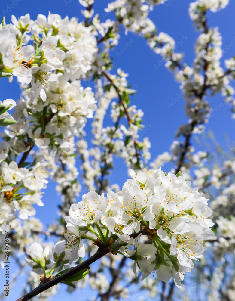 Beautiful white flowers of plum in spring against blue sky Beautiful white flowers of plum in spring against blue sky