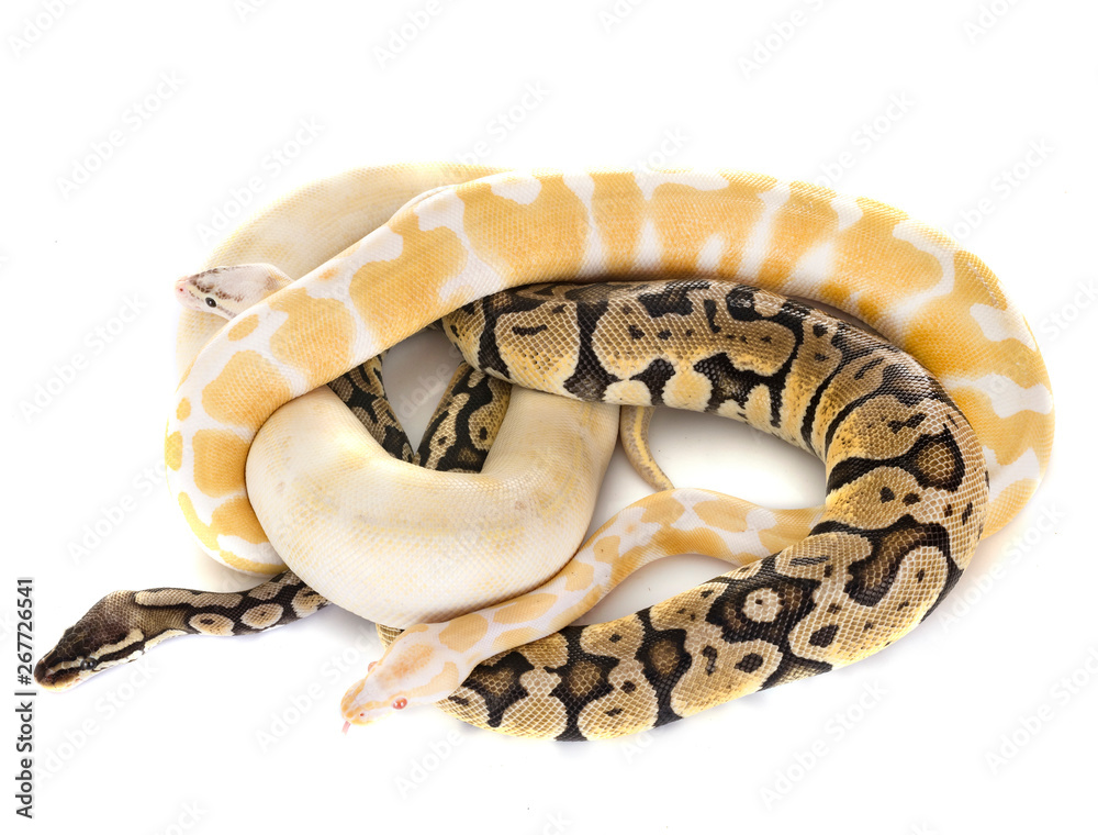 Obraz premium Ball pythons in studio