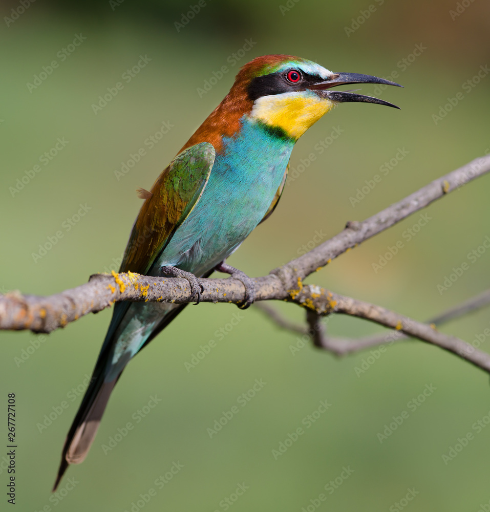 Fototapeta premium European Bee-eater (Merops apiaster)
