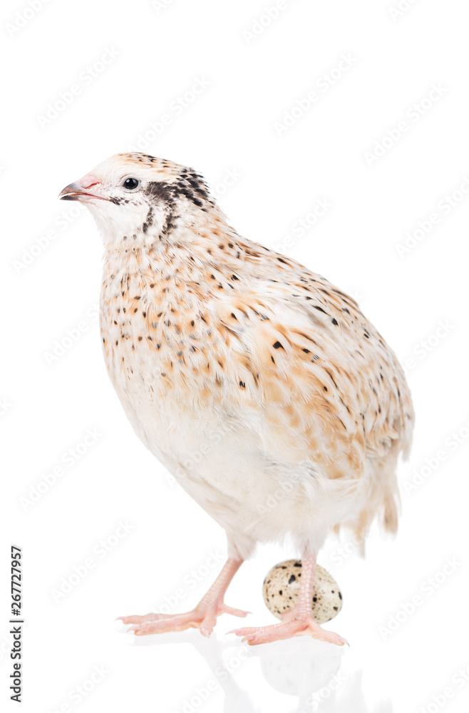 Cute adult quail Cute adult quail