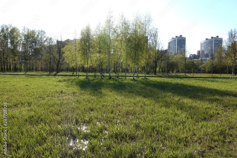 Obraz premium forest, path, nature, road