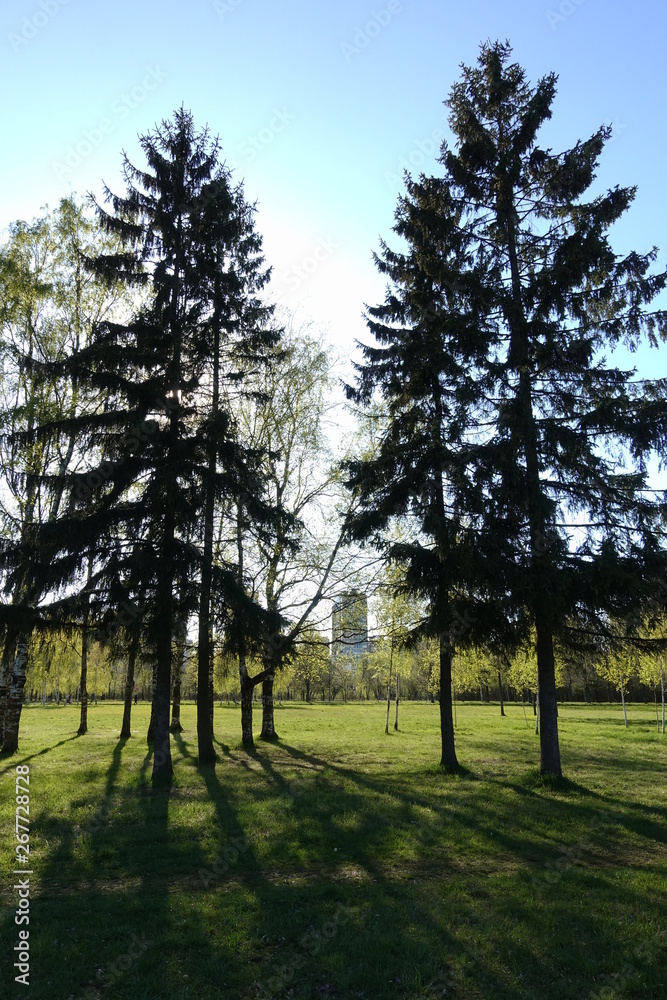 Obraz premium forest, path, nature, road