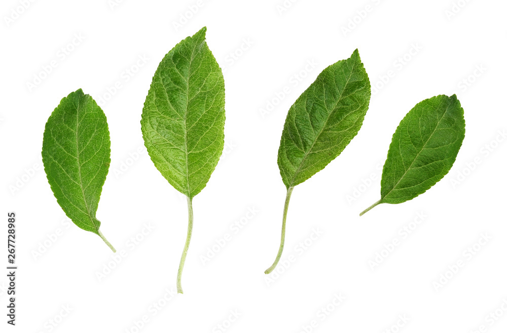 Fototapeta premium Set of green leaves from apple tree