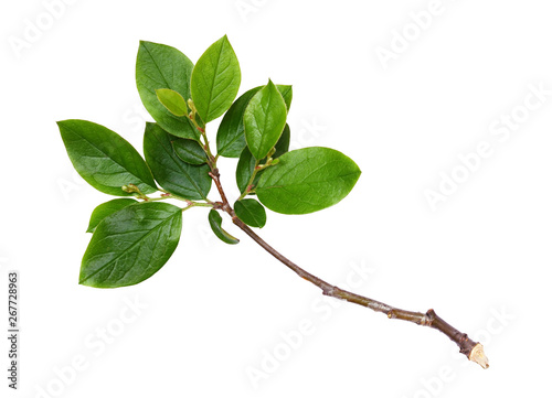 Twig with green leaves