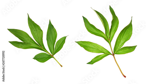Set of green leaves of peony flowers