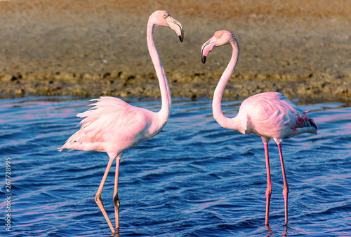 beautiful flamingos walking around the lagoon and looking for food
