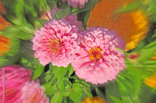 Garden with multicolored gorgeous flowers