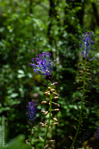 Muscari à toupet photo