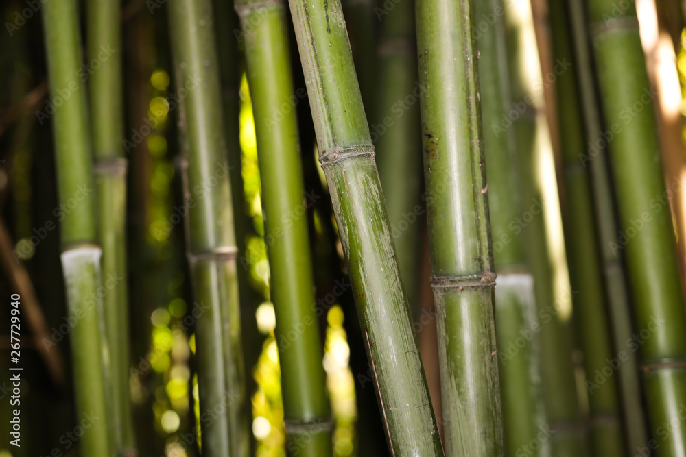 bamboo grove nature background bamboo grove nature background
