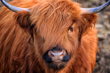 Ingelijste posters Schotse hooglander Schotse Hooglander in Schotse natuur  © macrossphoto