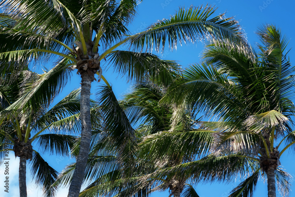 Group of close up tall coconut palm trees over sunny blue sky in Deerfield beach, Florida, USA
