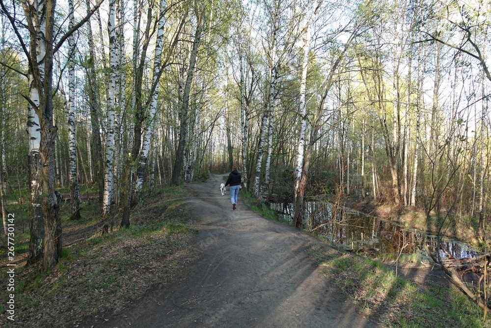 Obraz premium forest, road, trees