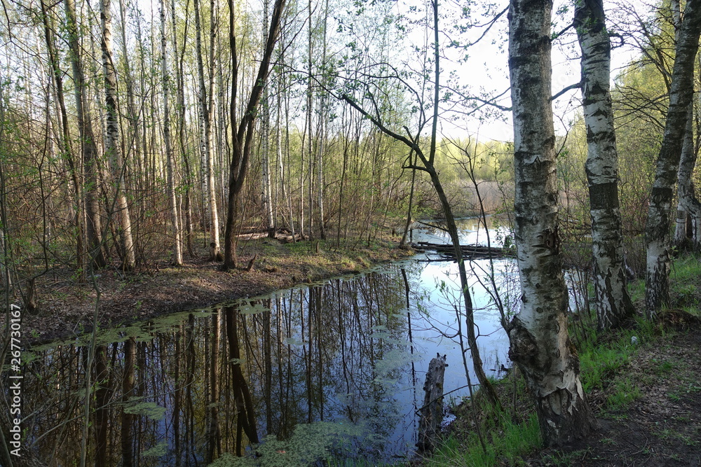 Obraz premium forest, road, trees
